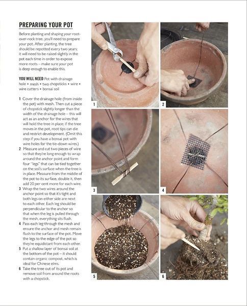 Grow Bonsai 31056 фото